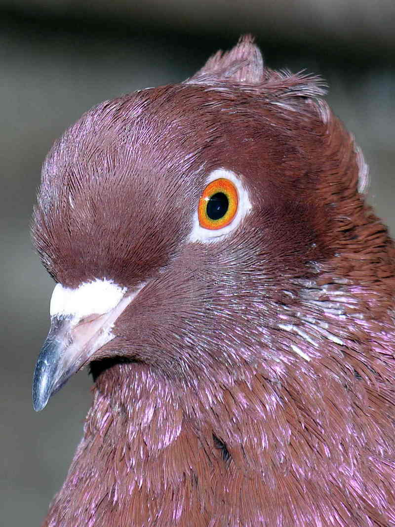 pigeon; DISPLAY FULL IMAGE.