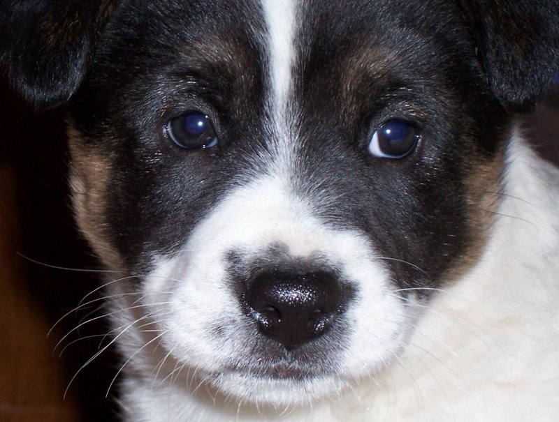 puppy face; DISPLAY FULL IMAGE.