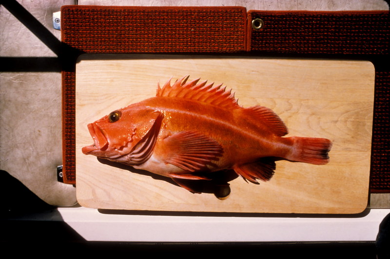 Yellow Rockfish {!--볼락류-->; DISPLAY FULL IMAGE.