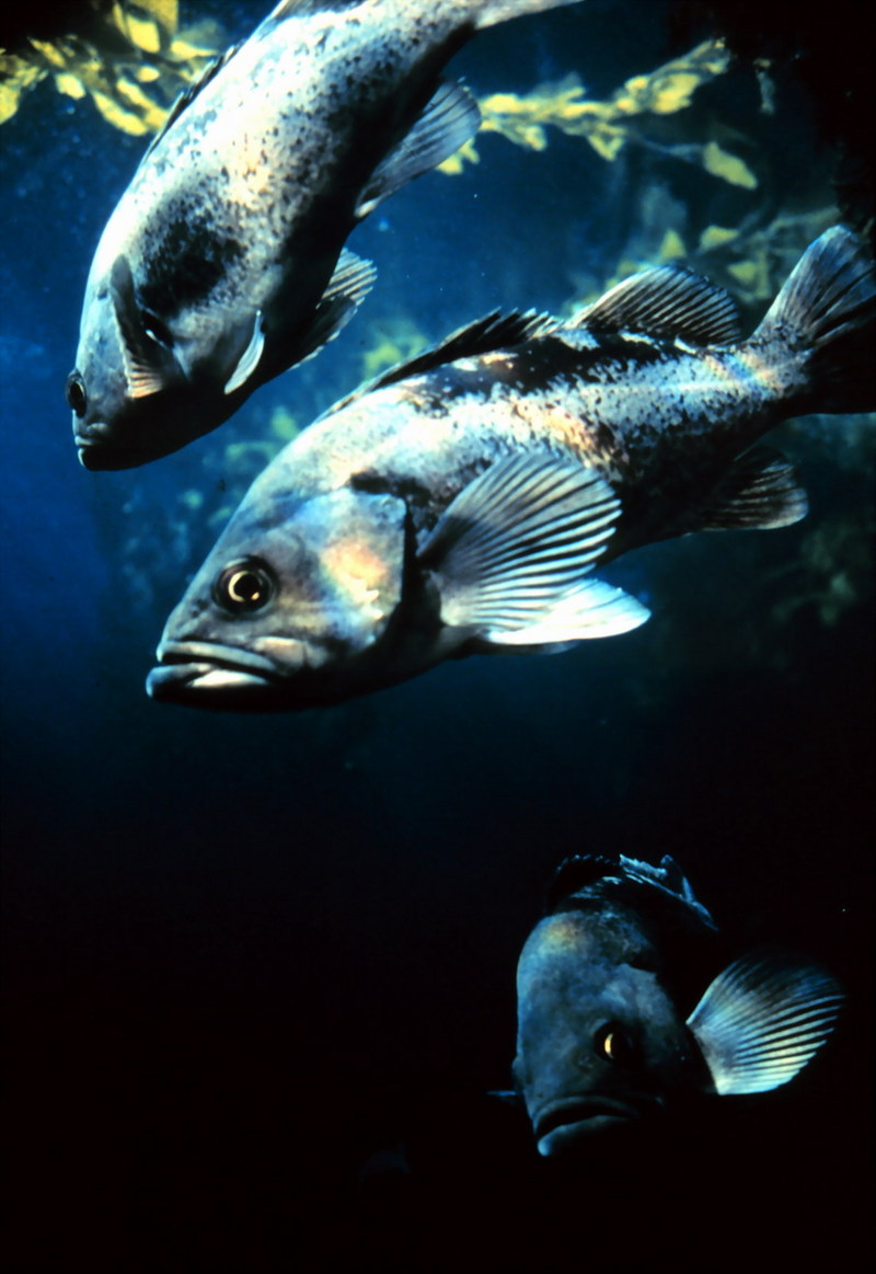 Black Rockfish (Sebastes melanops) {!--검정볼락-->; DISPLAY FULL IMAGE.