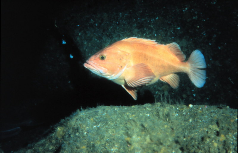 Yelloweye Rockfish (Sebastes ruberrimus) {!--노란눈볼락-->; DISPLAY FULL IMAGE.