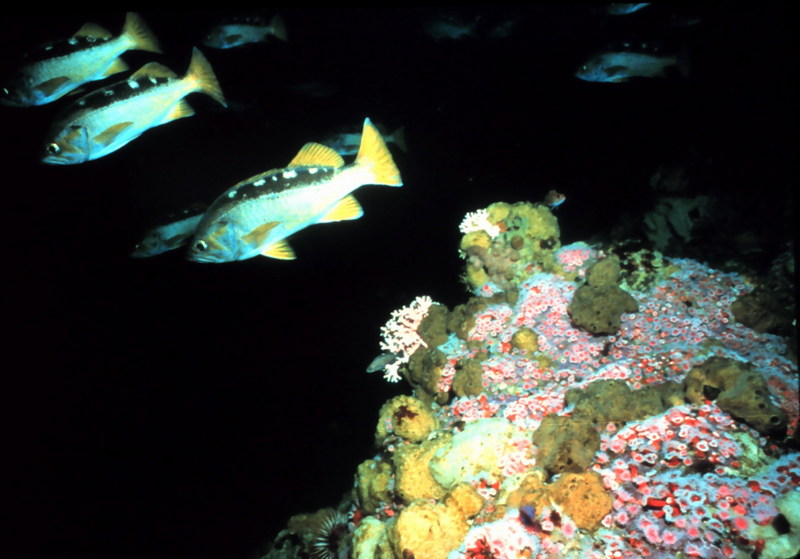 Yellowtail Rockfish (Sebastes flavidus) {!--노랑꼬리볼락-->; DISPLAY FULL IMAGE.