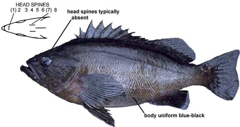 Dusky Rockfish (Sebastes ciliatus) {!--볼락류-->; DISPLAY FULL IMAGE.