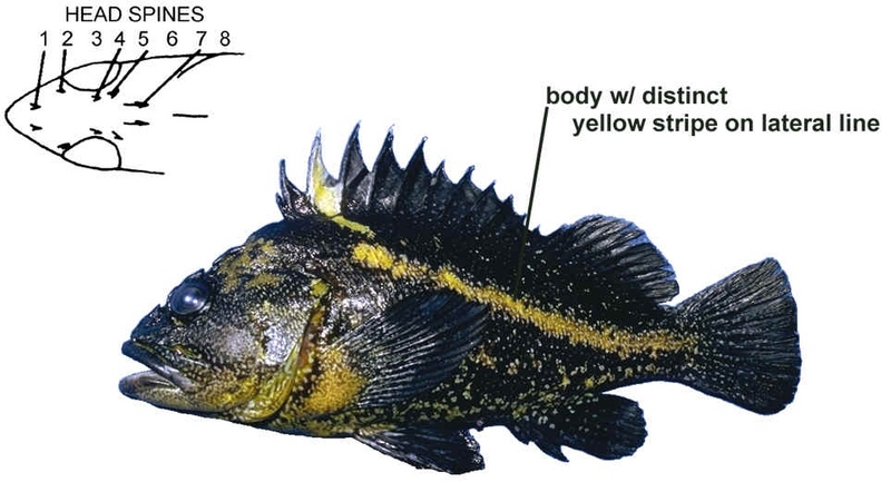 China Rockfish (Sebastes nebulosus) {!--노란줄볼락-->; DISPLAY FULL IMAGE.