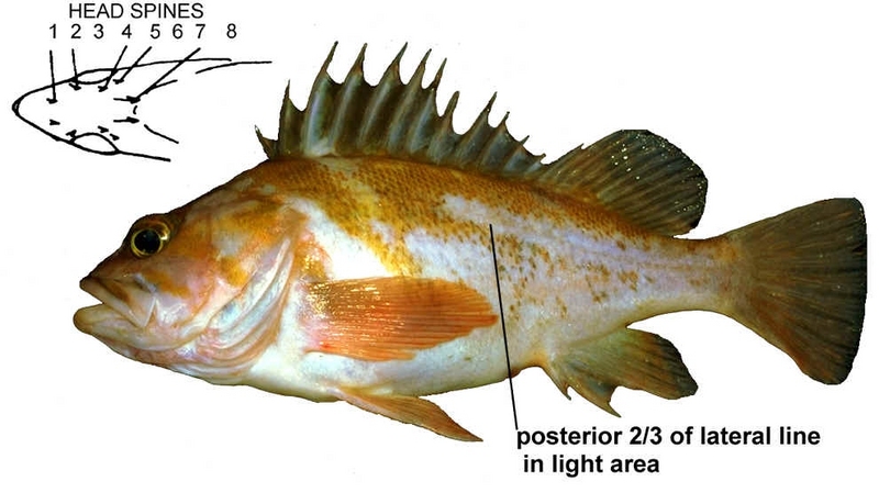 Copper Rockfish (Sebastes caurinus) {!--볼락류-->; DISPLAY FULL IMAGE.