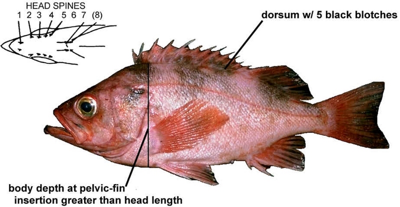 Darkblotched Rockfish (Sebastes crameri) {!--볼락류-->; DISPLAY FULL IMAGE.