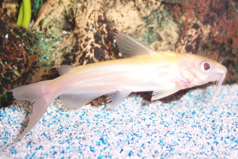 Albino Channel Catfish; DISPLAY FULL IMAGE.