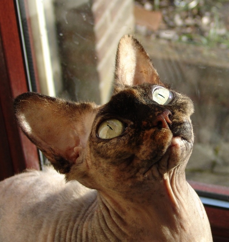 Cat Sphinx; DISPLAY FULL IMAGE.