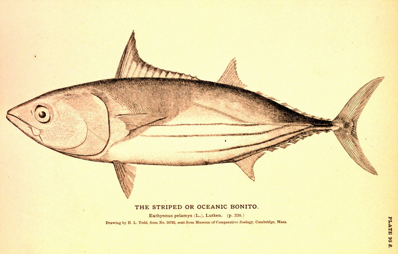 Euthynnus pelamys = Katsuwonus pelamis (Skipjack Tuna) {!--가다랭이-->; DISPLAY FULL IMAGE.