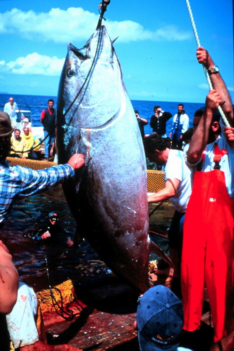 Northern Bluefin Tuna (Thunnus thynnus) {!--참다랑어(참다랭이)-->; DISPLAY FULL IMAGE.