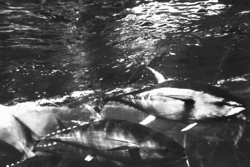 Yellowfin Tuna (Thunnus albacares) {!--황다랑어(황다랭이)-->; DISPLAY FULL IMAGE.