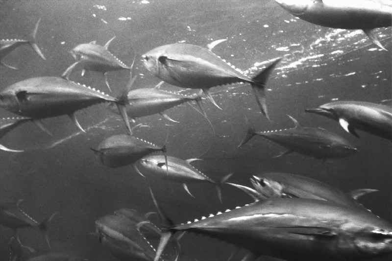 Yellowfin Tuna (Thunnus albacares) {!--황다랑어(황다랭이)-->; DISPLAY FULL IMAGE.