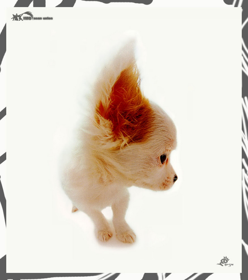 [BitScan] Love Dog; DISPLAY FULL IMAGE.