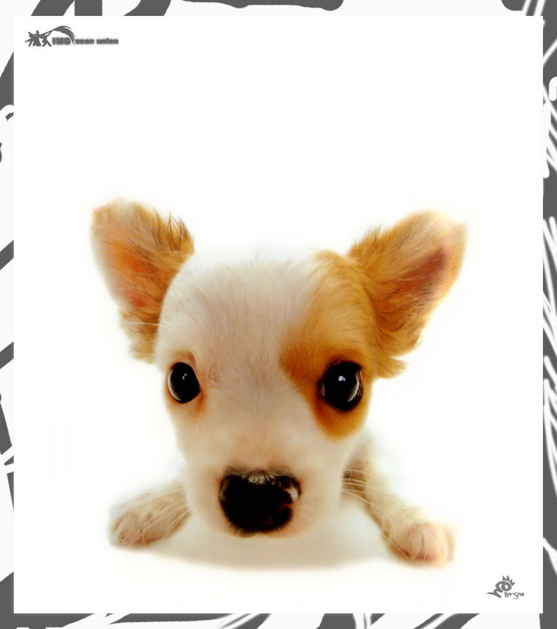 [BitScan] Love Dog; DISPLAY FULL IMAGE.