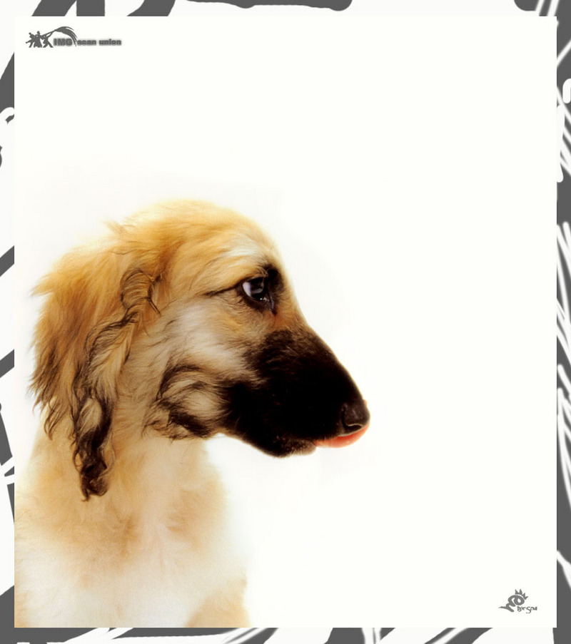 [BitScan] Love Dog; DISPLAY FULL IMAGE.