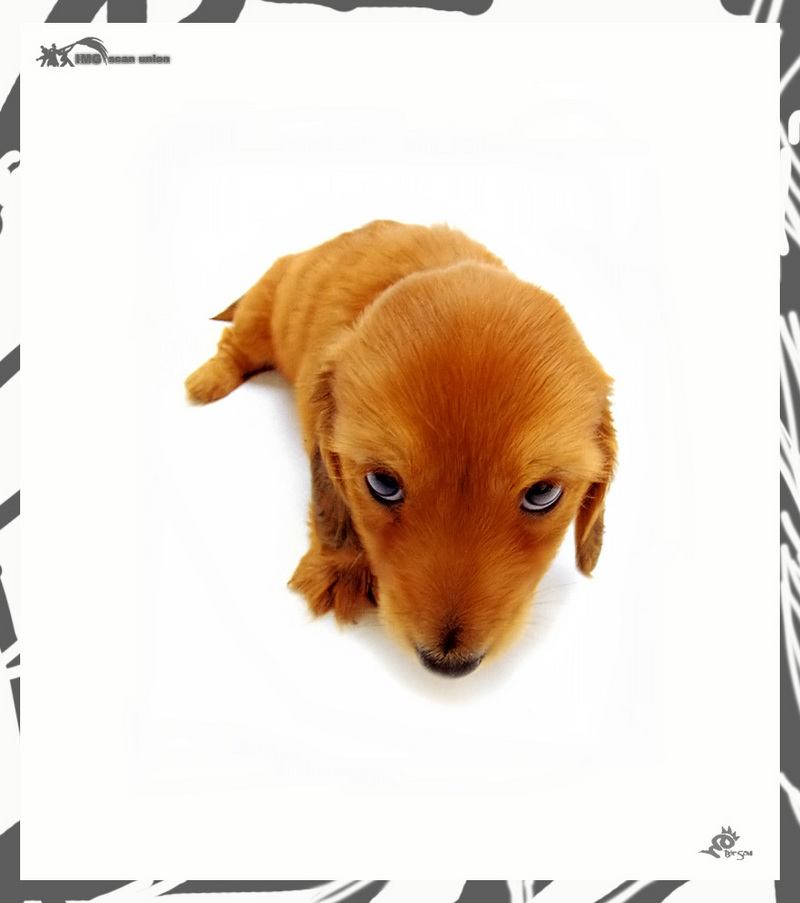 [BitScan] Love Dog; DISPLAY FULL IMAGE.