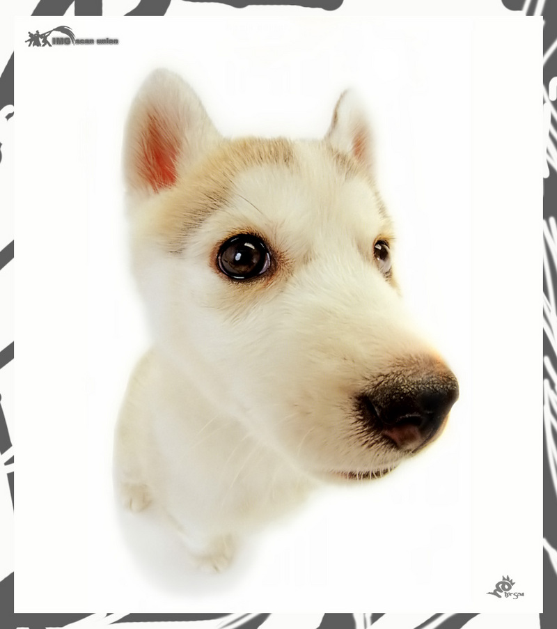 [BitScan] Love Dog; DISPLAY FULL IMAGE.