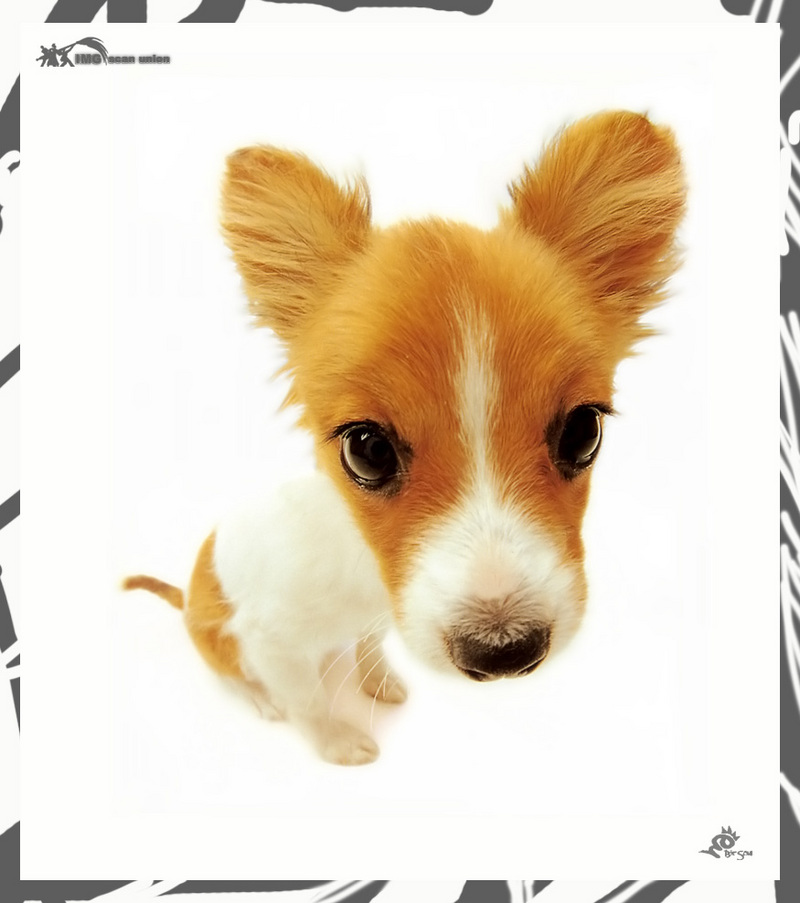 [BitScan] Love Dog; DISPLAY FULL IMAGE.