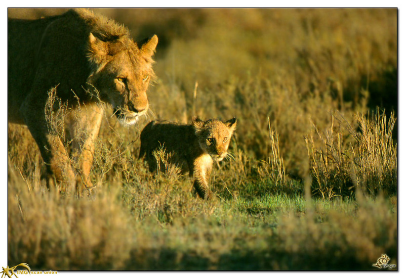 [BitScan] Wildlife - Lions; DISPLAY FULL IMAGE.