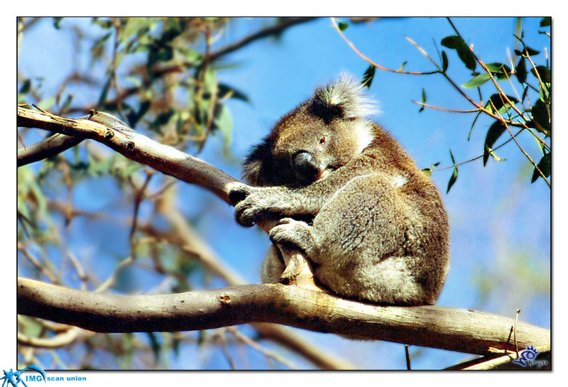 [BitScan] Wildlife - Koala; DISPLAY FULL IMAGE.