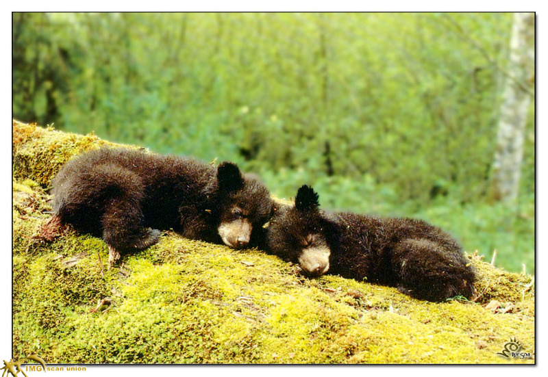 [BitScan] Wildlife - Bear cubs; DISPLAY FULL IMAGE.