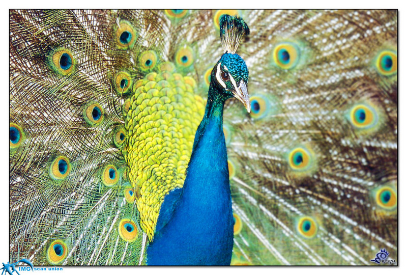 [BitScan] Wildlife - Indian Peafowl(Peacock); DISPLAY FULL IMAGE.