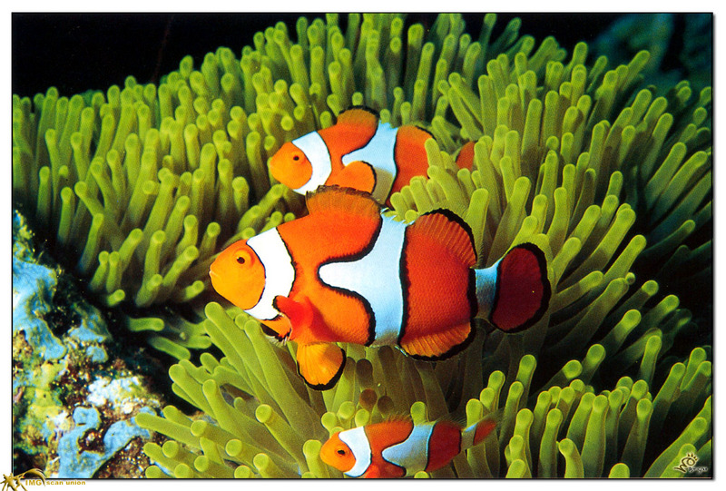 [BitScan] Wildlife - Clownfishes in Sea Anemone; DISPLAY FULL IMAGE.