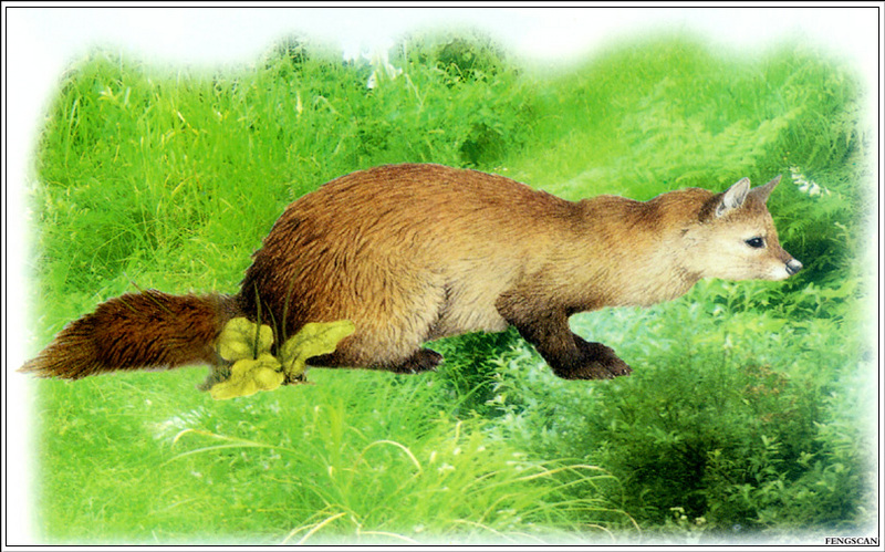 [Fengscan] Animal - Siberian Sable Marten (Martes zibellina) {!--검은담비-->; DISPLAY FULL IMAGE.