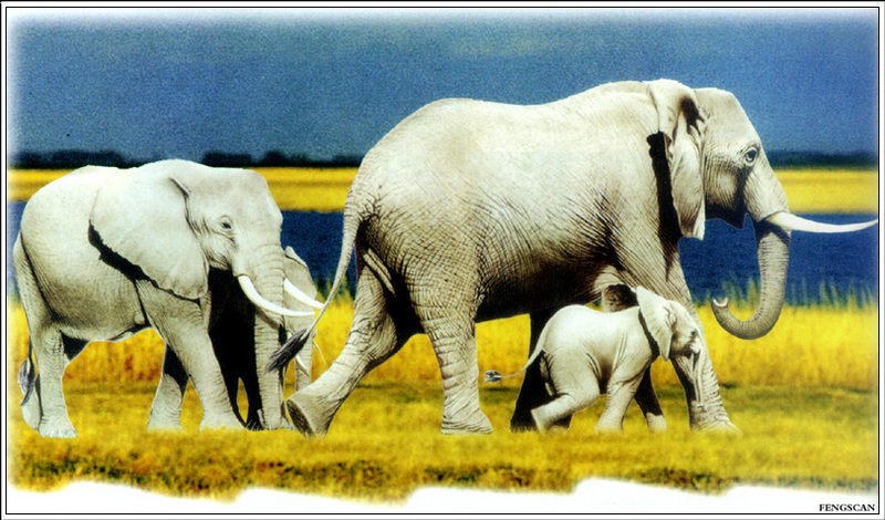 [Fengscan] Animal - African Elephant family; DISPLAY FULL IMAGE.