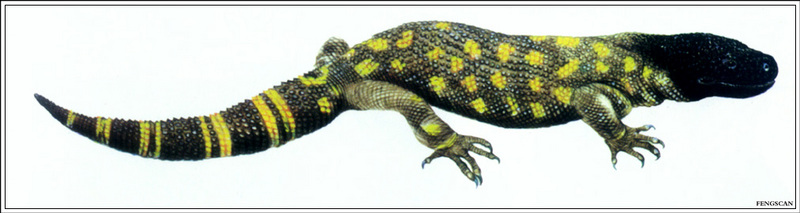 [Fengscan] Animal - Beaded Lizard; DISPLAY FULL IMAGE.