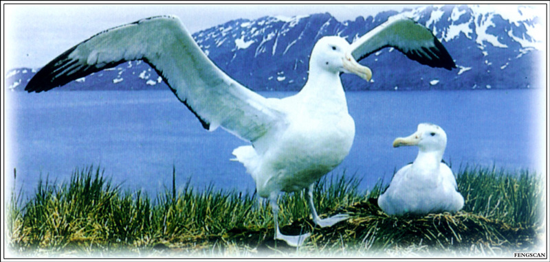 [Fengscan] Animal - South Pole Albatross; DISPLAY FULL IMAGE.