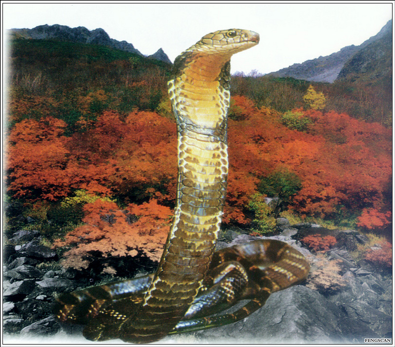 [Fengscan] Animal - Cobra; DISPLAY FULL IMAGE.