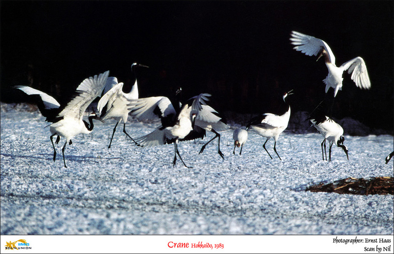 [NilScan] Ernst Haas - Cranes; DISPLAY FULL IMAGE.