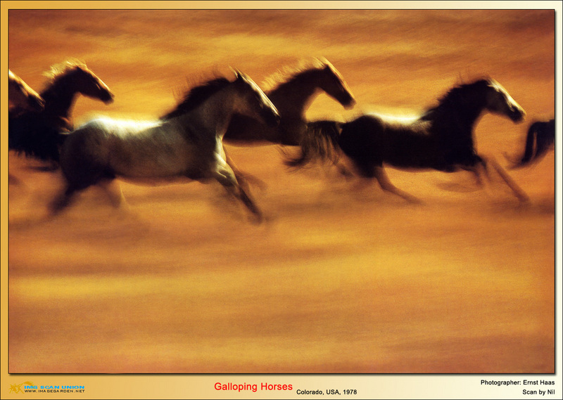 [NilScan] Ernst Haas - Horses; DISPLAY FULL IMAGE.