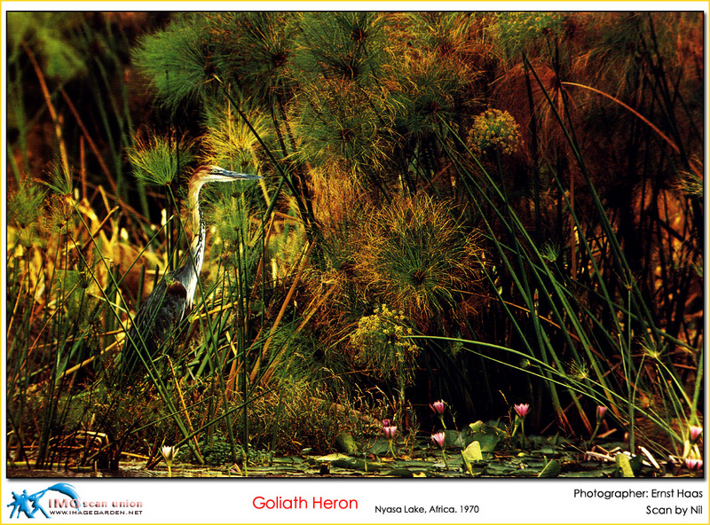 [NilScan] Ernst Haas - Goliath Heron; DISPLAY FULL IMAGE.