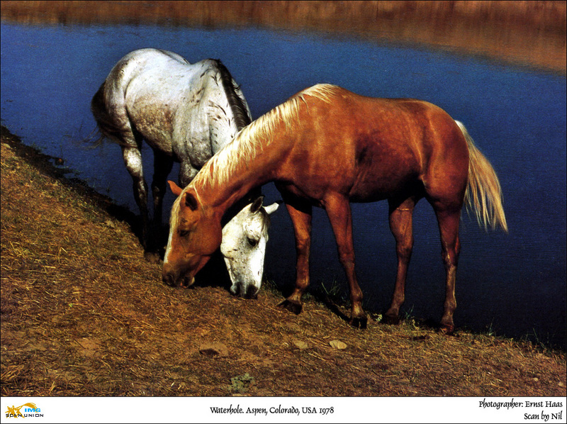 [NilScan] Ernst Haas - Horses; DISPLAY FULL IMAGE.