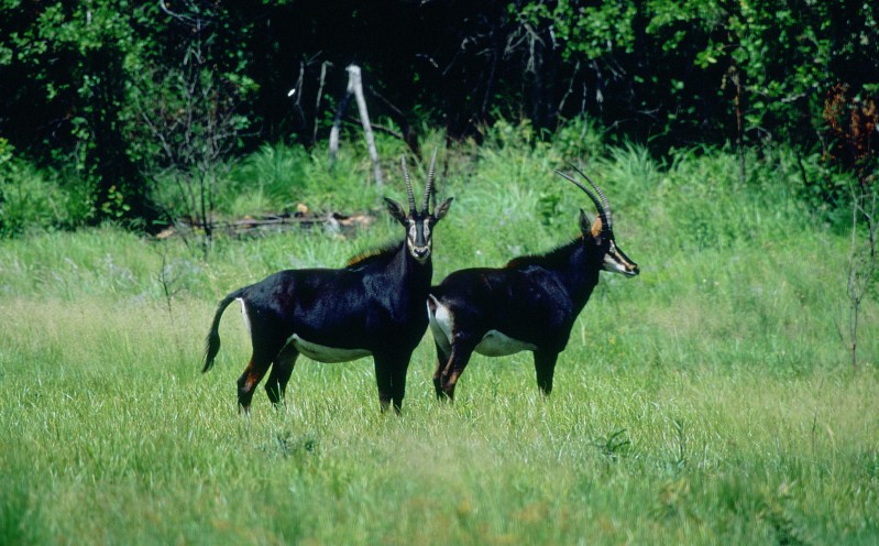 Sable Antelope; DISPLAY FULL IMAGE.