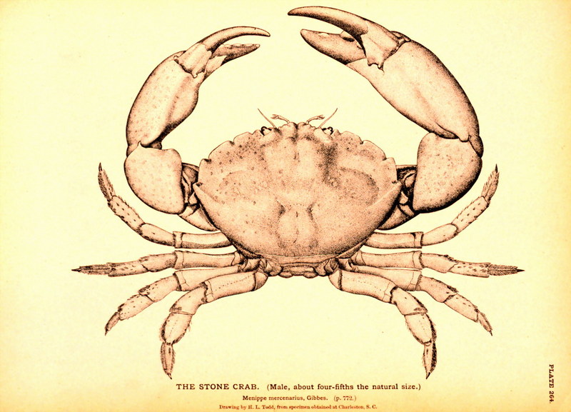 Florida Stone Crab (Menippe mercenaria) {!--플로리다돌게-->; DISPLAY FULL IMAGE.