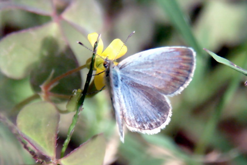 Pale Grass Blue Butterfly (Pseudozizeeria maha) {!--남방부전나비-->; DISPLAY FULL IMAGE.