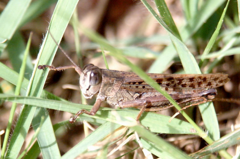 Black-backed Grasshopper (Euprepocnemis shirakii) {!--등검은메뚜기-->; DISPLAY FULL IMAGE.