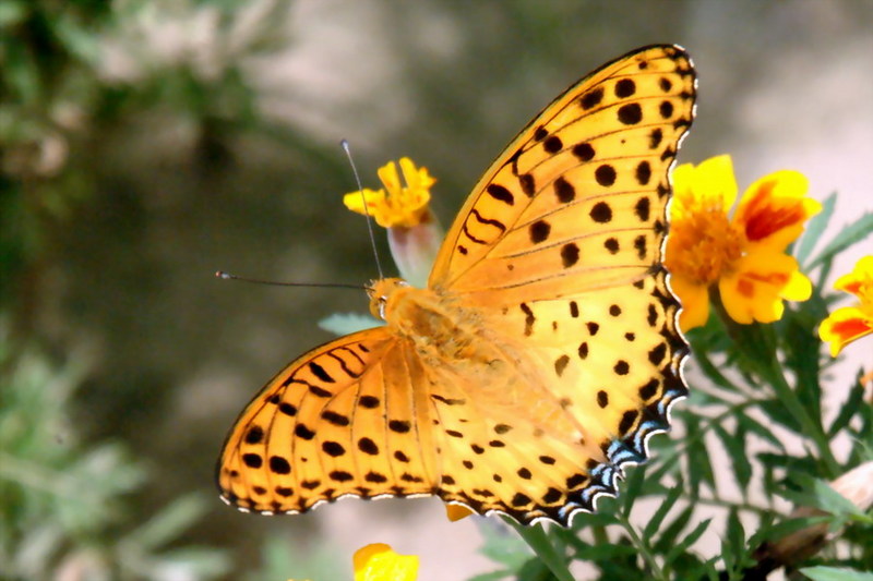 Indian Fritillary Butterfly (Argyreus hyperbius) {!--암끝검은표범나비(수컷)-->; DISPLAY FULL IMAGE.