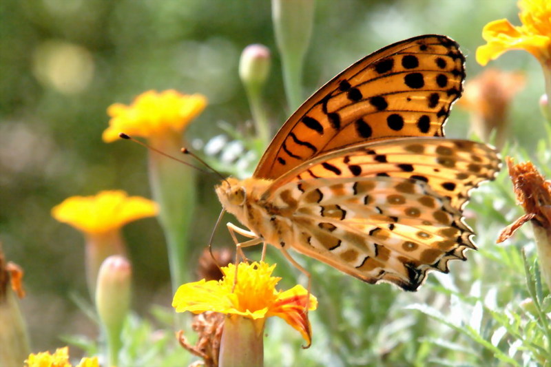 Indian Fritillary Butterfly (Argyreus hyperbius) {!--암끝검은표범나비(수컷)-->; DISPLAY FULL IMAGE.