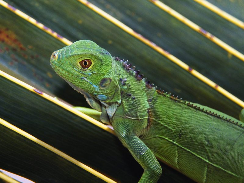 [Daily_Photos_09_September_2005] Baby Green Iguana; DISPLAY FULL IMAGE.