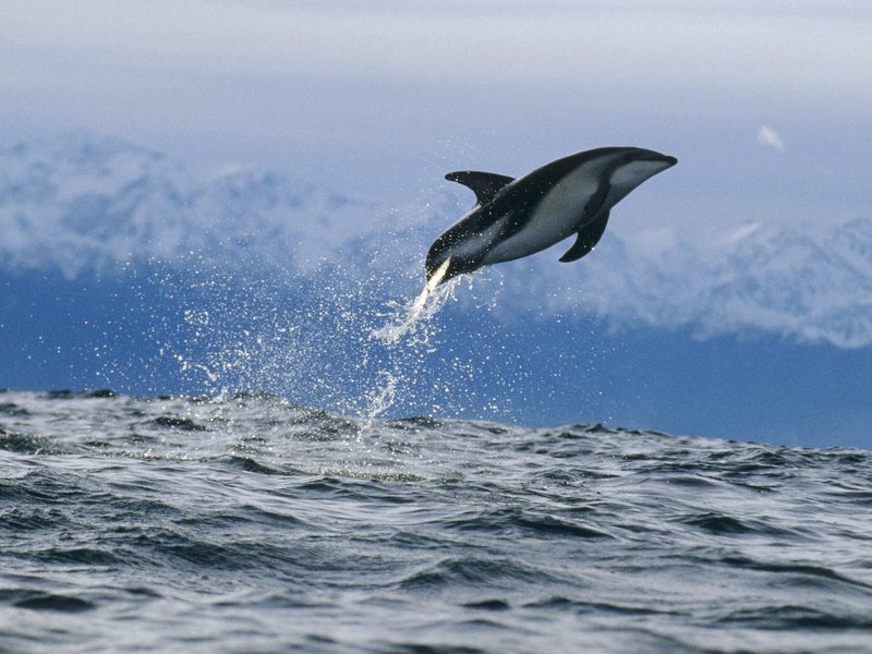 [Daily_Photos_09_September_2005] Dusky Dolphin, New Zealand; DISPLAY FULL IMAGE.