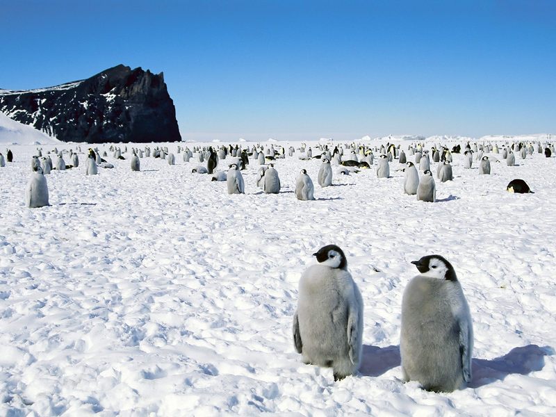 [Daily_Photos_09_September_2005] Emperor Penguins, Antarctica; DISPLAY FULL IMAGE.