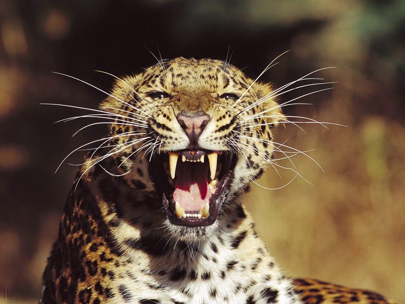 [Daily_Photos_09_September_2005] Fangs, Amur Leopard; DISPLAY FULL IMAGE.
