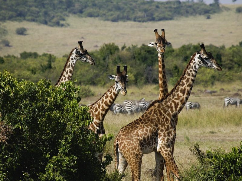 [Daily_Photos_09_September_2005] Giraffes, Masai Mara Game Reserve, Kenya; DISPLAY FULL IMAGE.