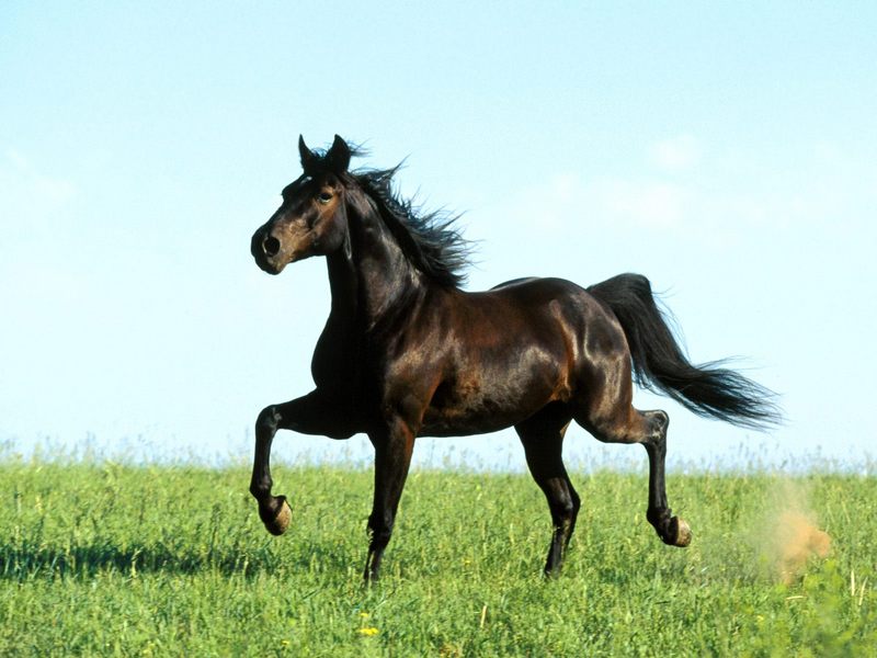 [BitTorrent-Horses]  Distant Thunder, Missouri Foxtrotter; DISPLAY FULL IMAGE.