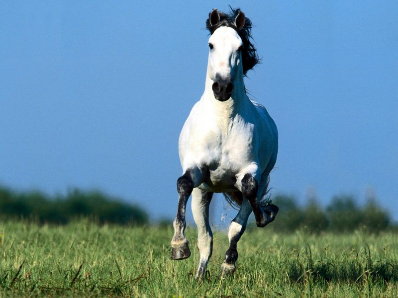 [BitTorrent-Horses]  Imperioso, Andalusian; DISPLAY FULL IMAGE.