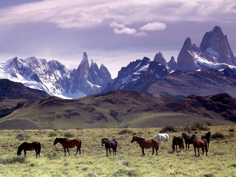 [BitTorrent-Horses]  Andes Mountains, Patagonia, Argentina; DISPLAY FULL IMAGE.